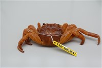 藏品(白紋方蟹)的圖片